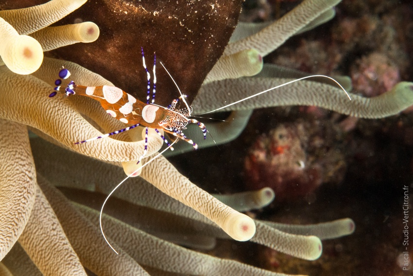 Periclimenes yucatanicus - Crevette - Martinique - 2015