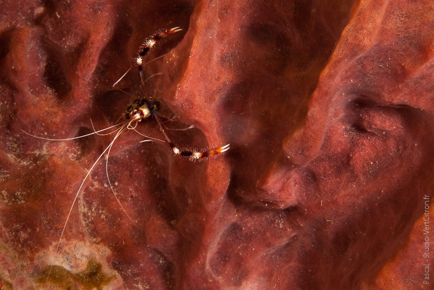 Stenopus hispidus - Grande crevette - 2012 - Martinique