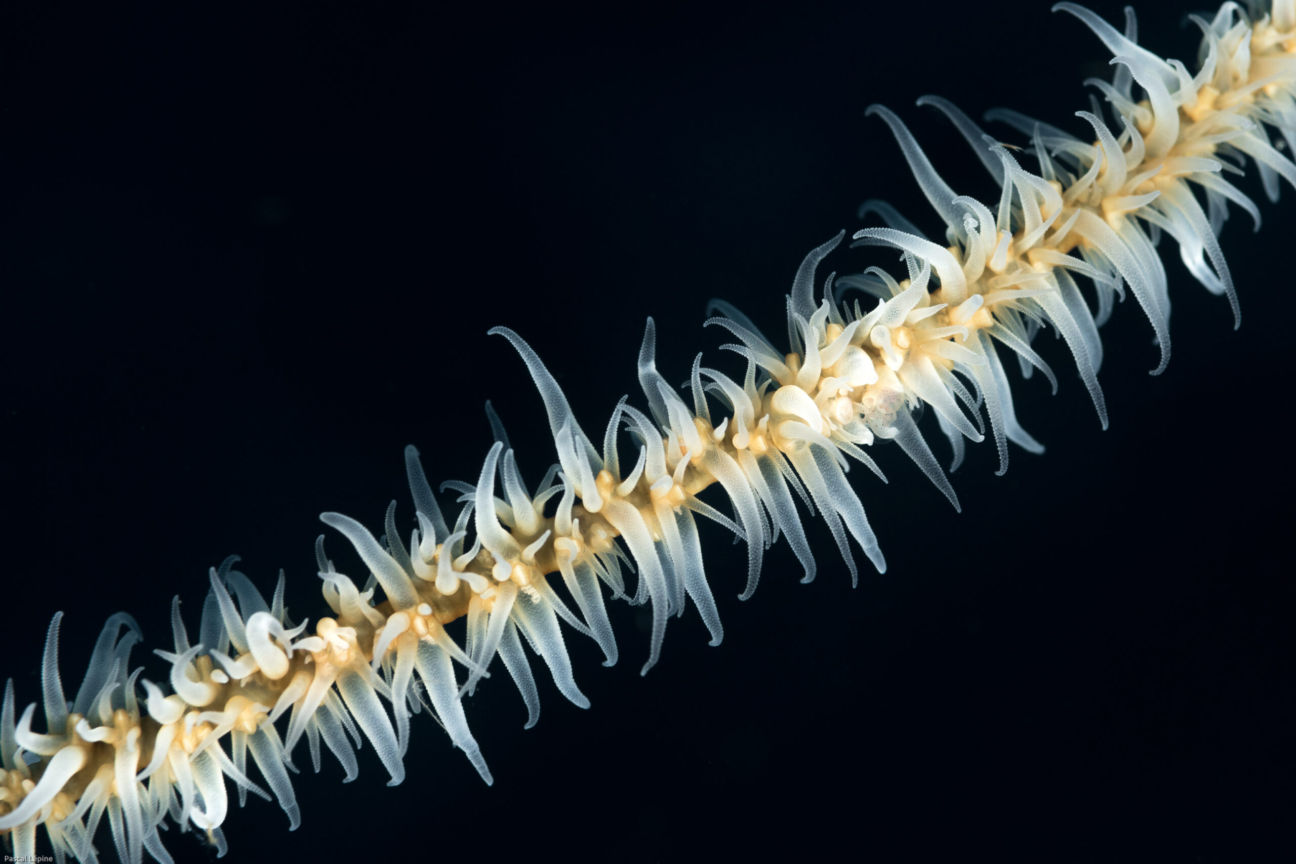 Corail fil de fer (Stichopathes lutkeni)
